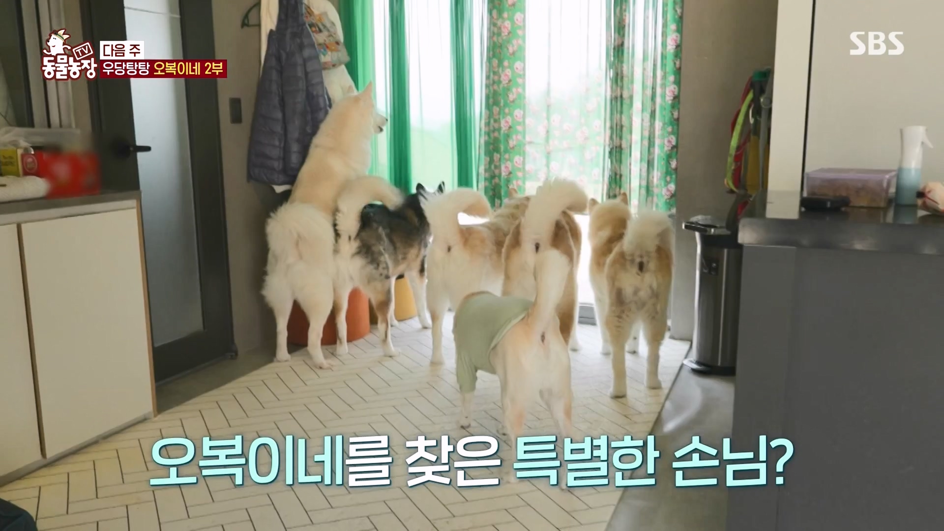 TV 동물농장.E1166.240407p-NEXT.mp4_20240407_164500.020.jpg