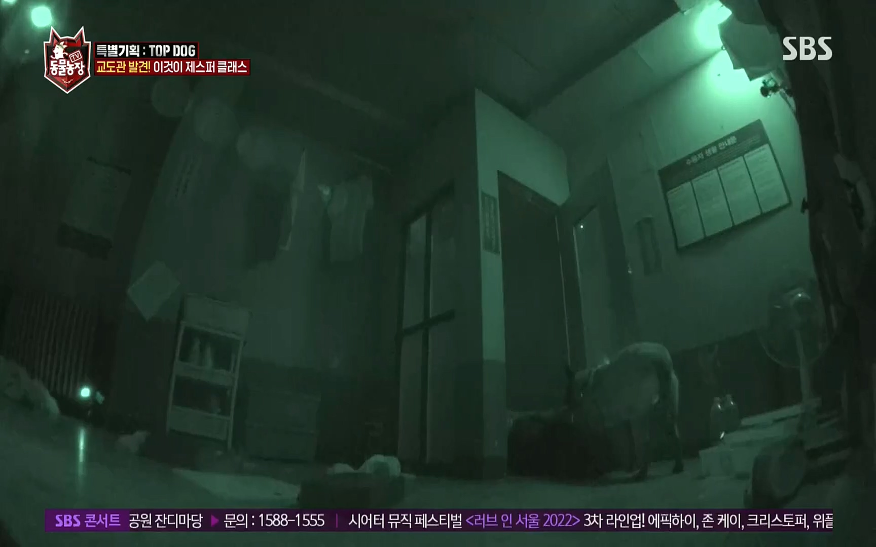 TV 동물농장.E1086.220911p.H264-F1RST.mp4_20220911_175418.365.jpg