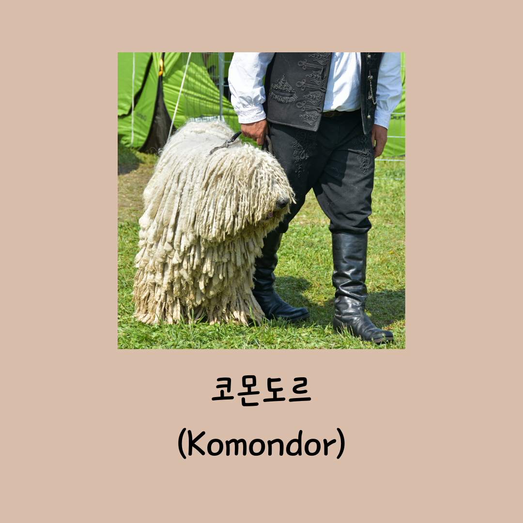 코몬도르 사진