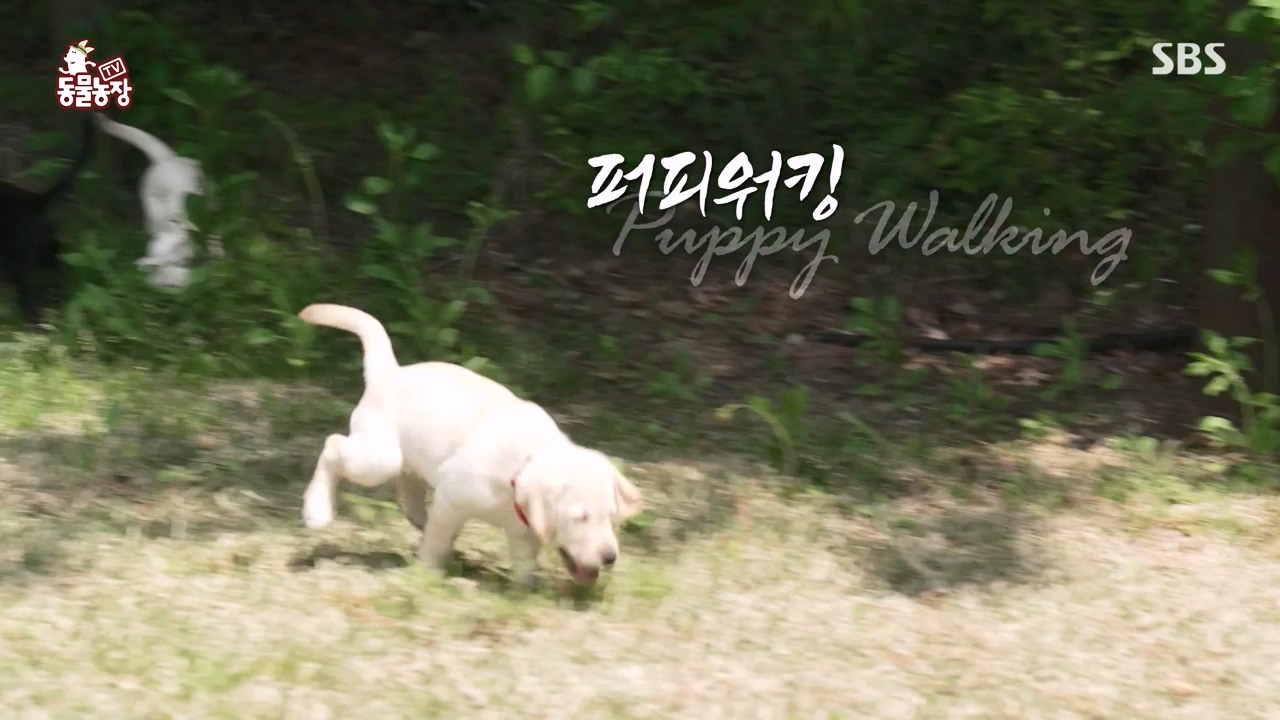 TV 동물농장.E1122.230529p-NEXT.mp4_20230528_170253.365.jpg