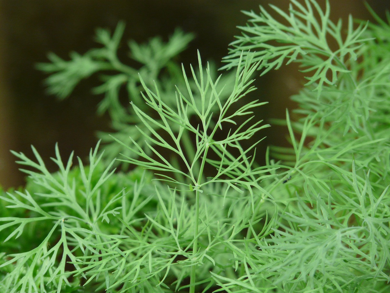  성경에 등장할 만큼 오래된 허브, 딜(dill)