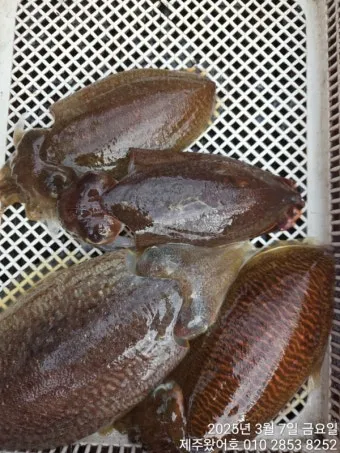 갑오징어 손질법 제철 맛있게 먹는 방법_12