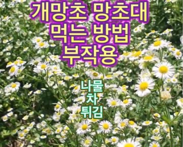 개망초-망초대-나물-꽃-먹는법-부작용
