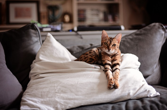 소파 위에서 쉬고 있는 벵골 고양이 사진