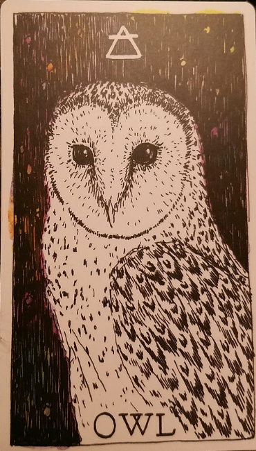  [오라클카드배우기] The wild unknown animal spirit 와일드 언노운 애니멀 스피릿 Owl 올빼미 해석 및 의미