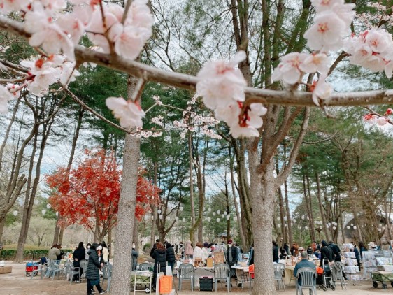 남이섬 벚꽃축제