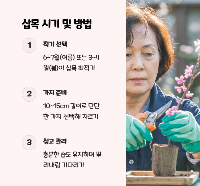 박태기나무 삽목