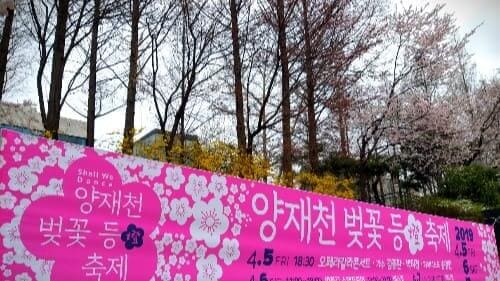 양재천-벚꽃-축제