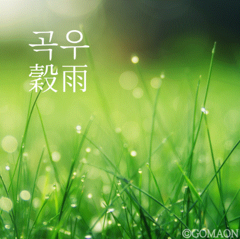 곡우와 봄차(春茶), 봄의 향기를 마시다.