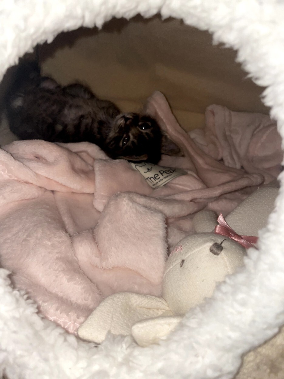 너무 귀여운 아기 고양이의 9