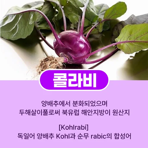 콜라비