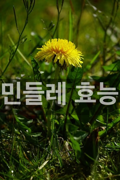  민들레 효능 및 복용방법, 섭취 주의사항 7가지