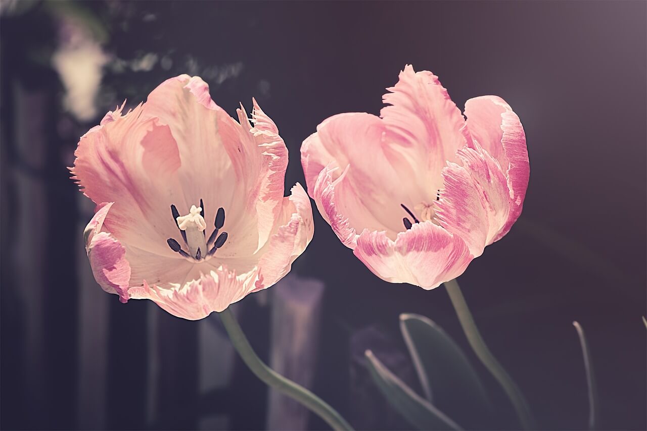태안 튤립축제 일정·주차·꿀팁