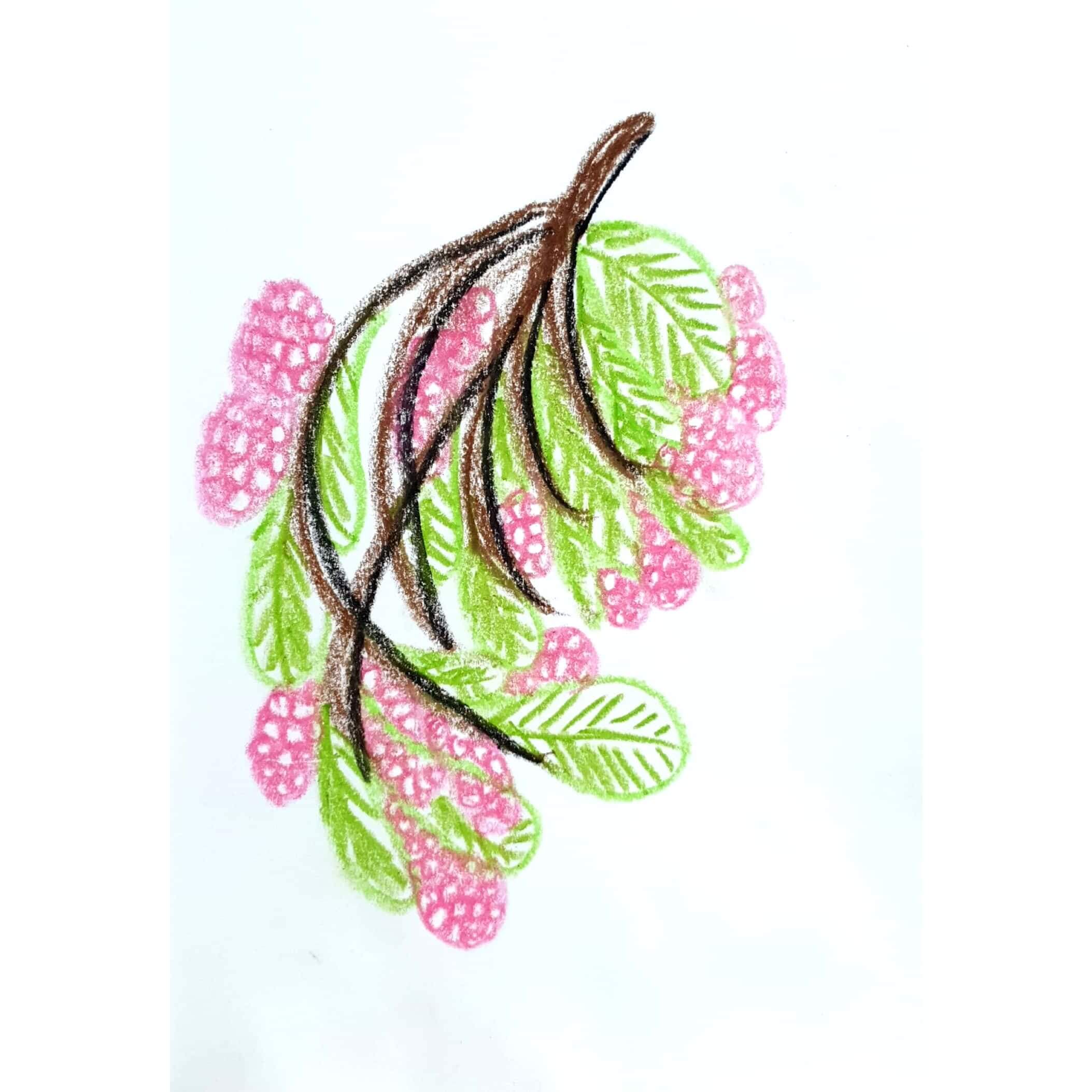  Berry 베리 / 일러스트 그림 드로잉 / 식물 그리기