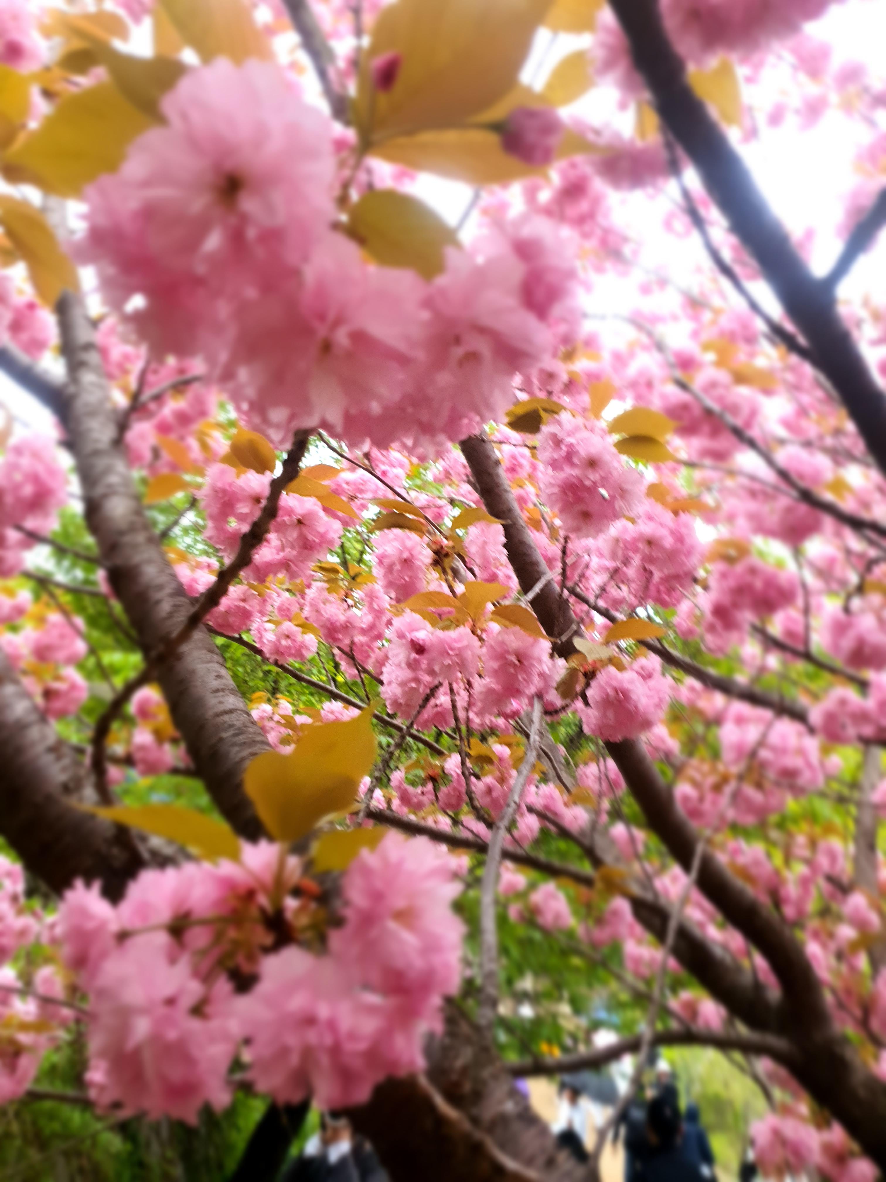 개심사 청벚꽃 겹벚꽃 왕벚꽃