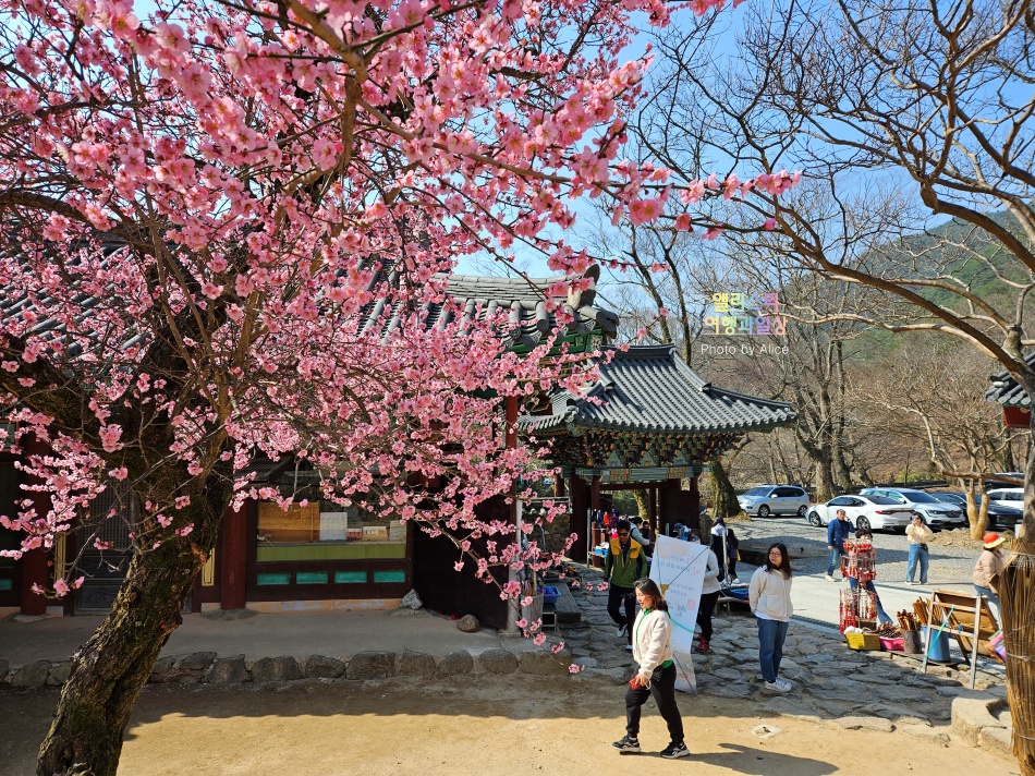3월 지리산 구례 화엄사 홍매화 예쁘다! 개화시기 명소 만개