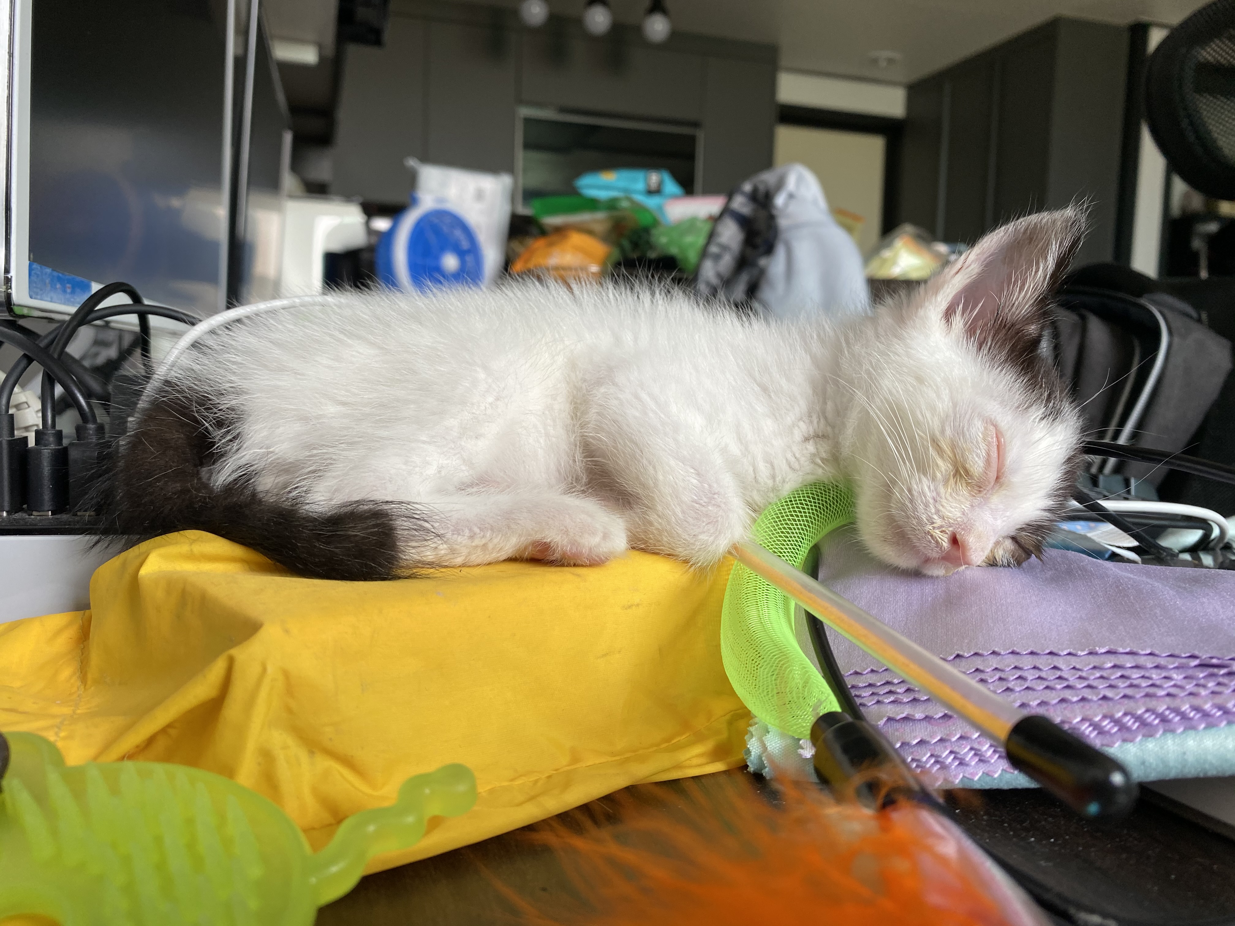  고양이 장난감 추천_오레오 pick