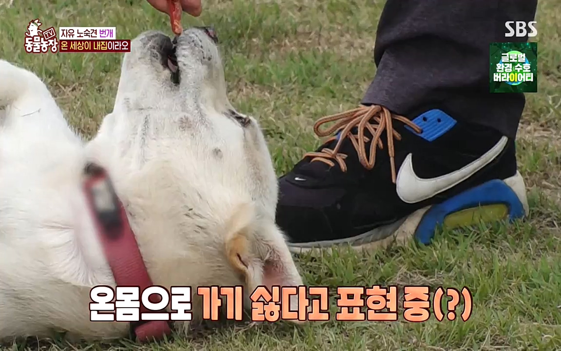 TV 동물농장.E1087.220919p-NEXT.mp4_20220918_180224.460.jpg