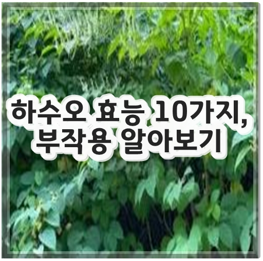 하수오 효능 10가지, 부작용 알아보기