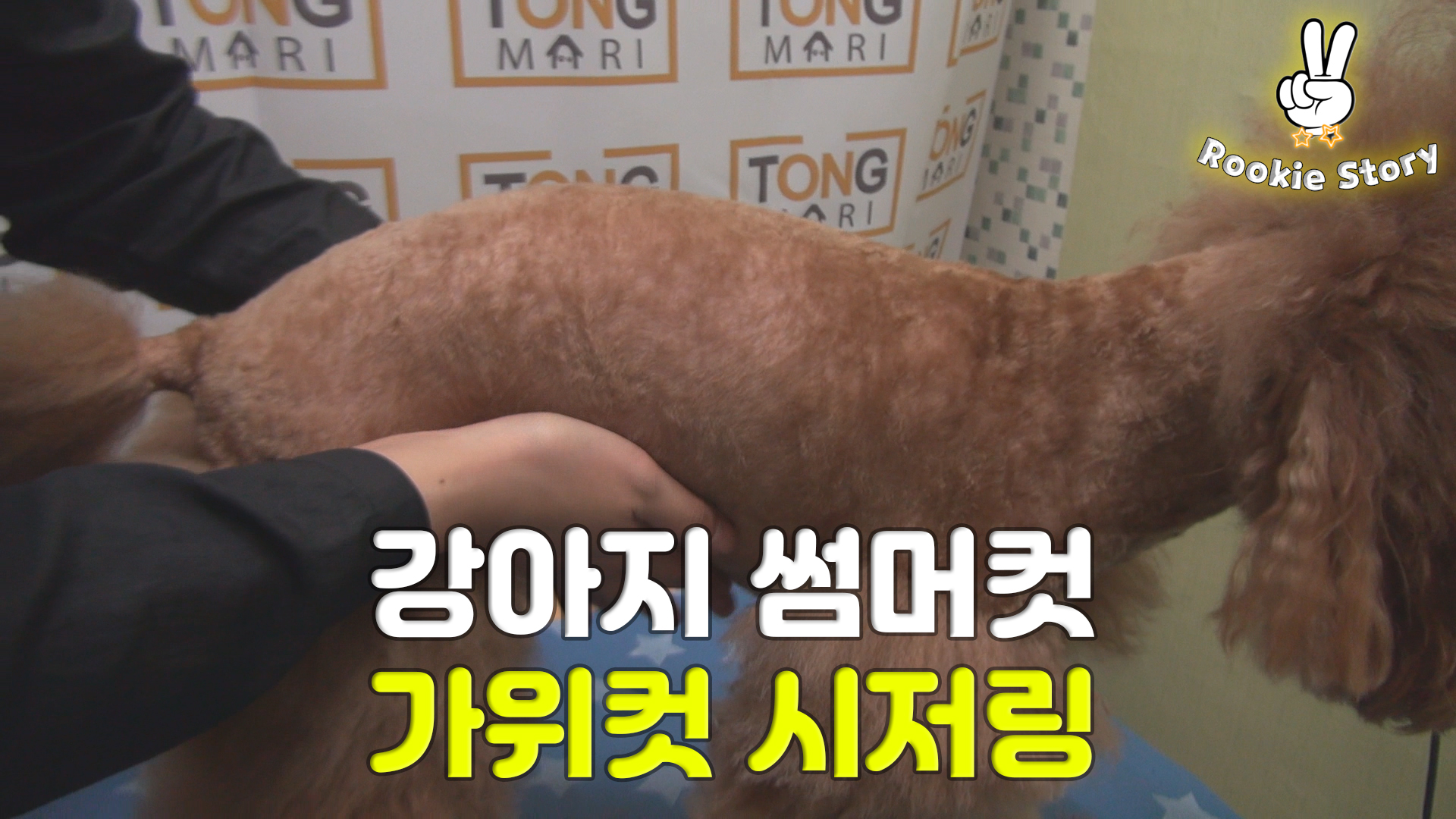  강아지 썸머컷 스포팅 시저링