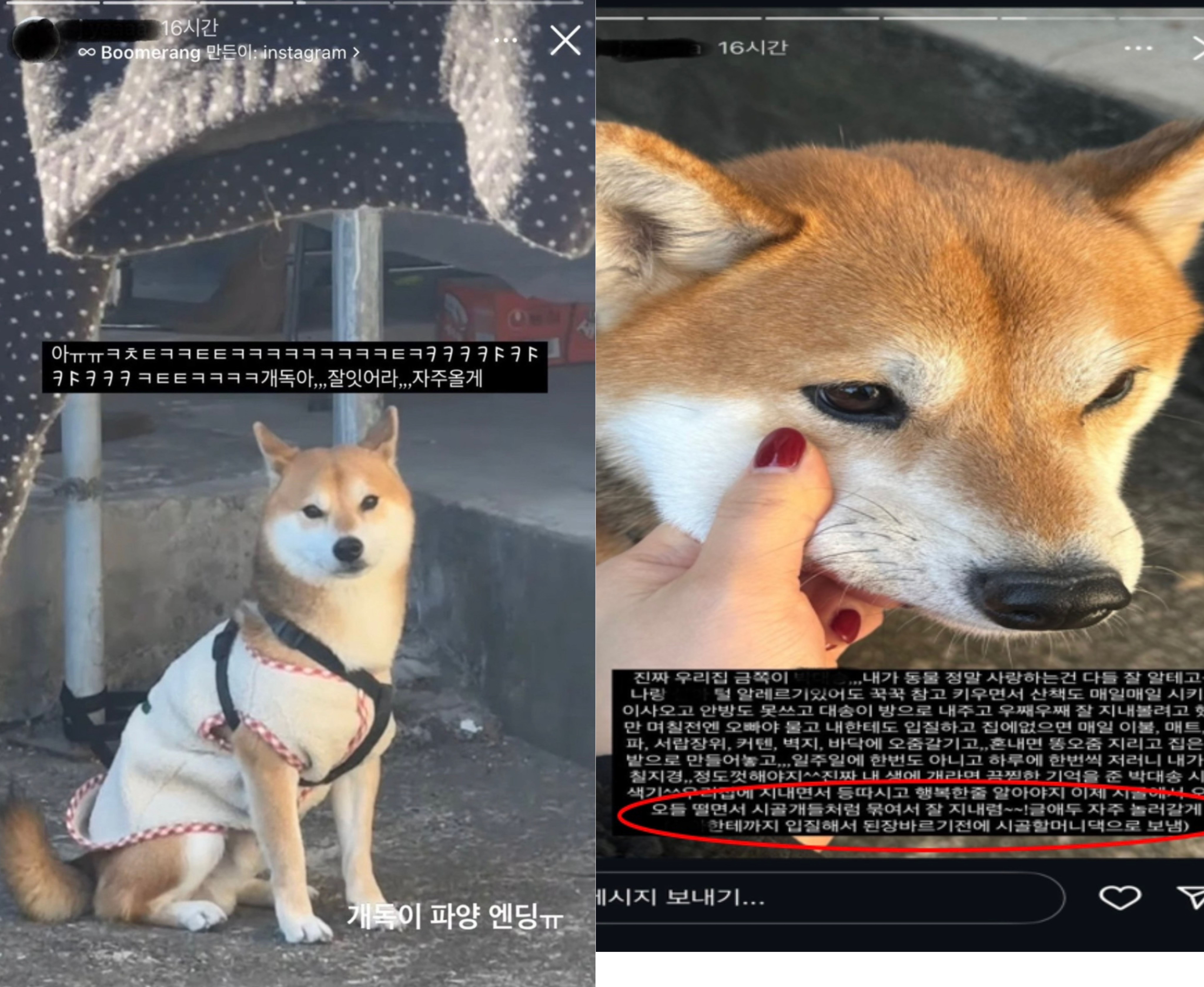 시바견 파양한 인플루언서의 SNS 게시물 캡쳐 이미지