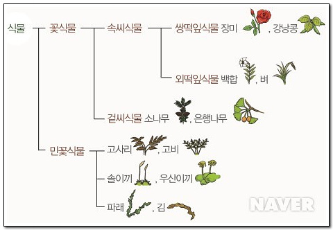 식물의 분류체계를 나타내는 수형도 그림