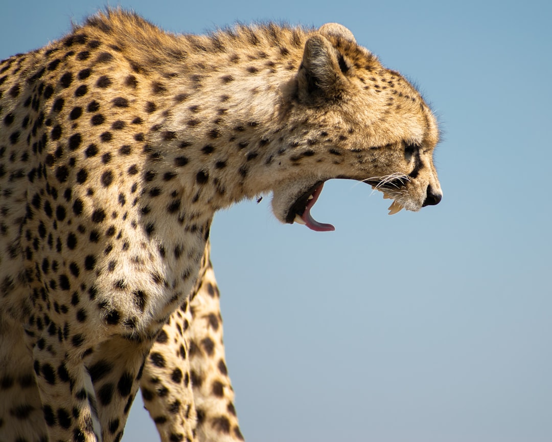 Cheetah