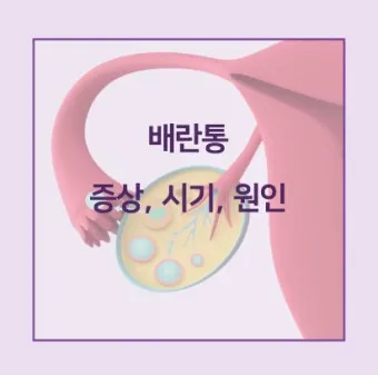 배란통 증상 및 시기 원인_13