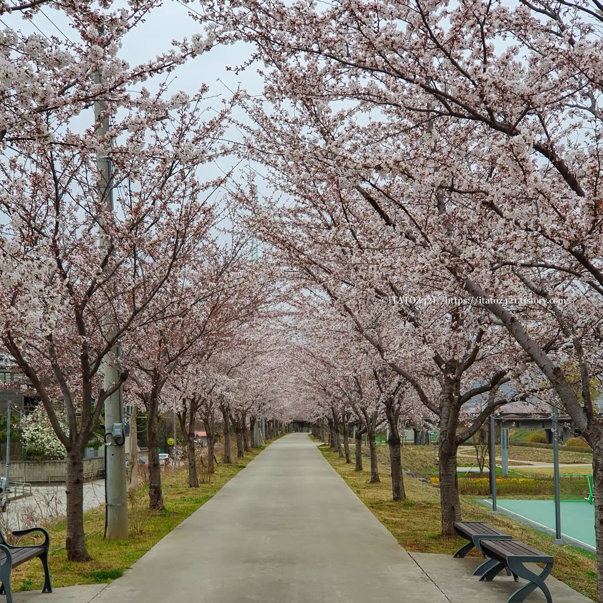 국내 주말 벚꽃 여행지 동해시 전천 체육공원