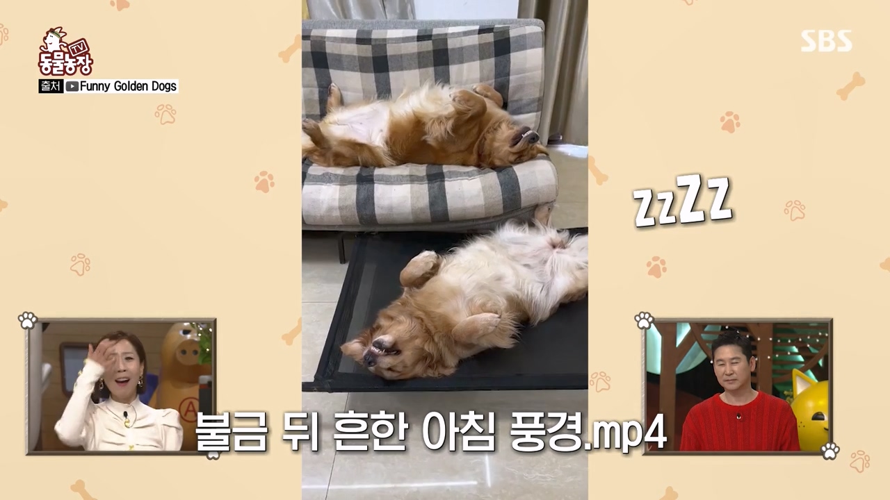 TV 동물농장.E1156.240129p-NEXT.mp4_20240128_191728.993.jpg