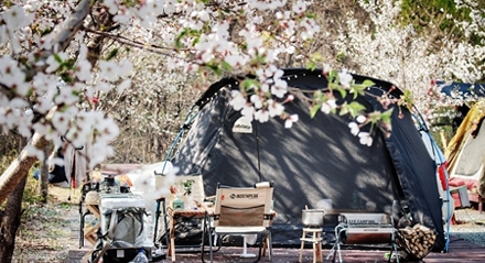 벚꽃-캠핑-명소