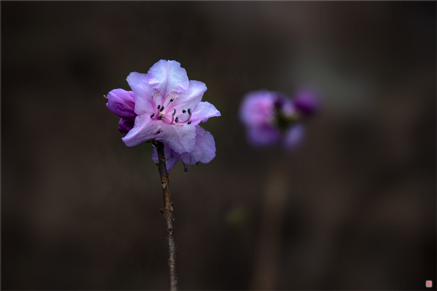  [NX500] 약산 진달래처럼....