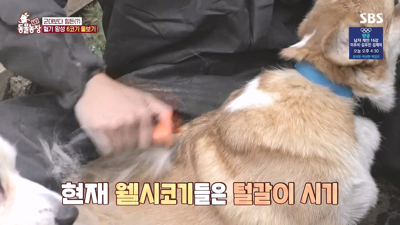 TV 동물농장.E1183.240805p-NEXT.mp4_20240804_154938.161.jpg