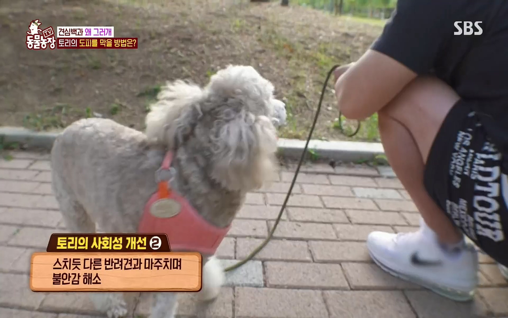 TV 동물농장.E1072.220605p.H264-F1RST.mp4_20220605_181424.916.jpg