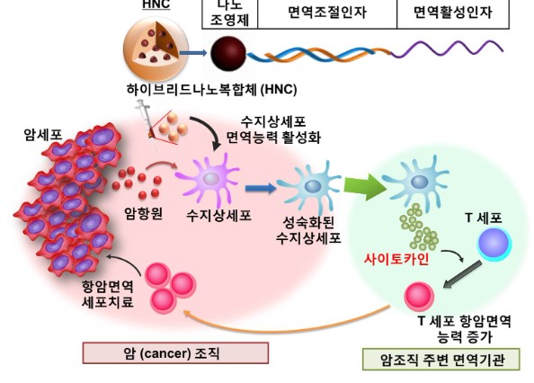 구름버섯 또는 운지버섯의 효능