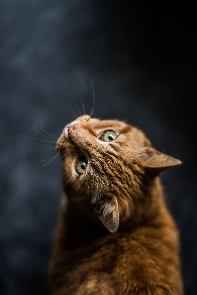  고양이 탈모, 원인과 해결책 