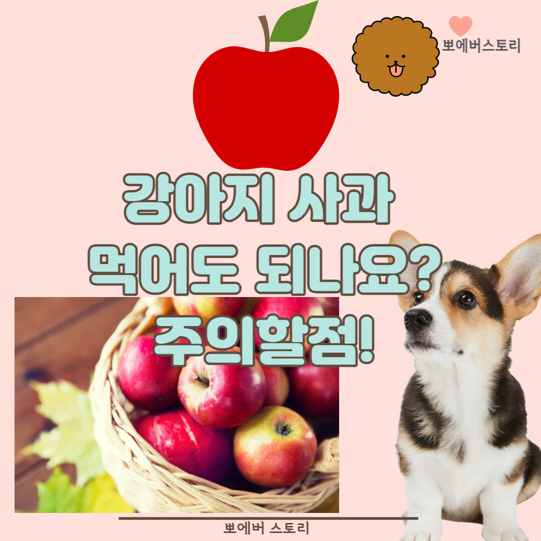 강아지사과먹어도되나요? 강아지사과 반려견사과