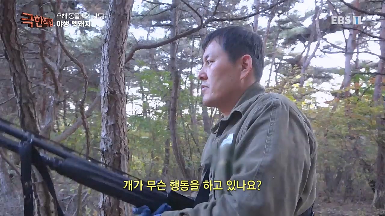 TV - 교육의 중심 EBS유해 동물과의 사투! 등검은말벌, 야생 멧돼지 퇴치.mp4_20221129_195012.619.jpg