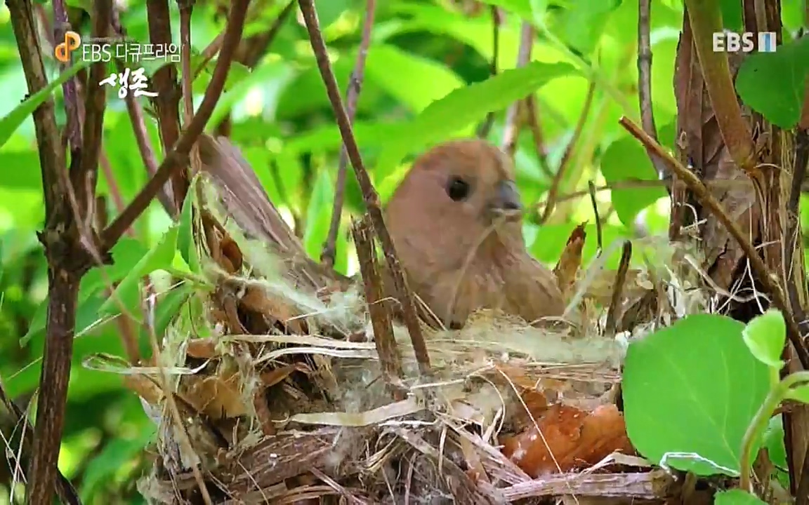 생존 3부_ EBS 다큐프라임_ 220629.avi_20220701_203515.707.jpg