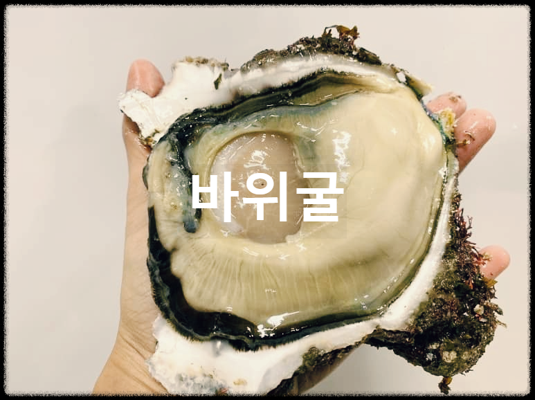  바위굴 : 크기가 아주 크고 풍부한 영양을 가진 바다굴