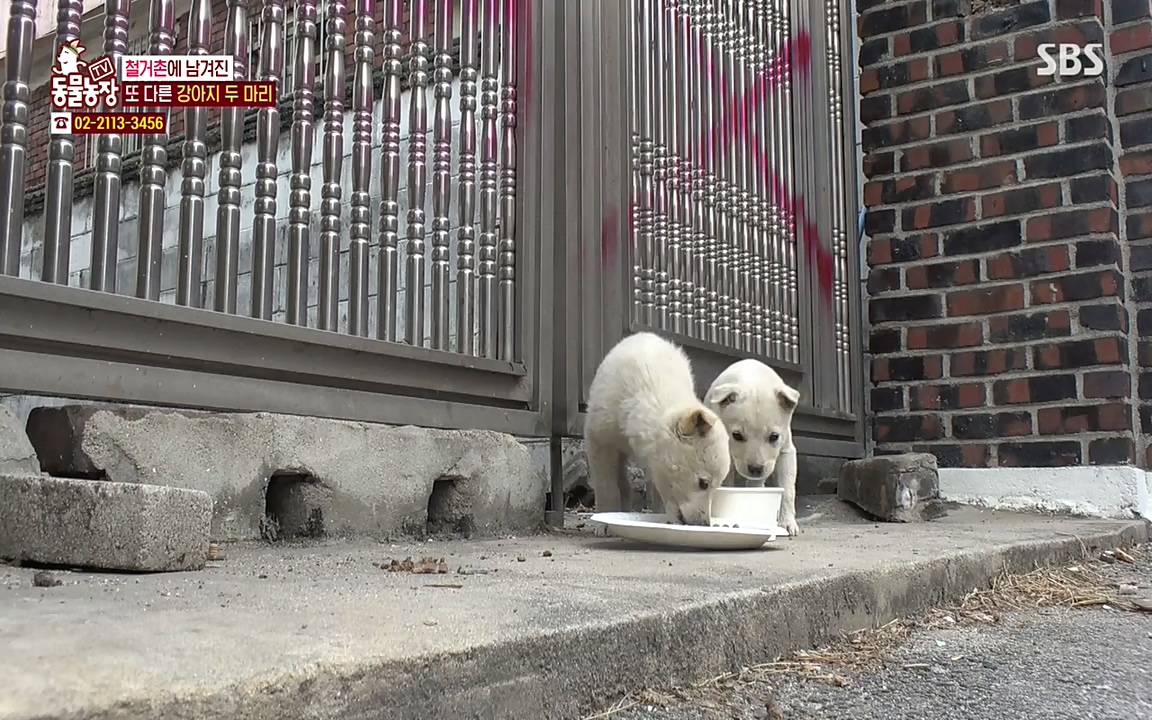 TV 동물농장.E1065.220418p-NEXT.mp4_20220417_181314.495.jpg