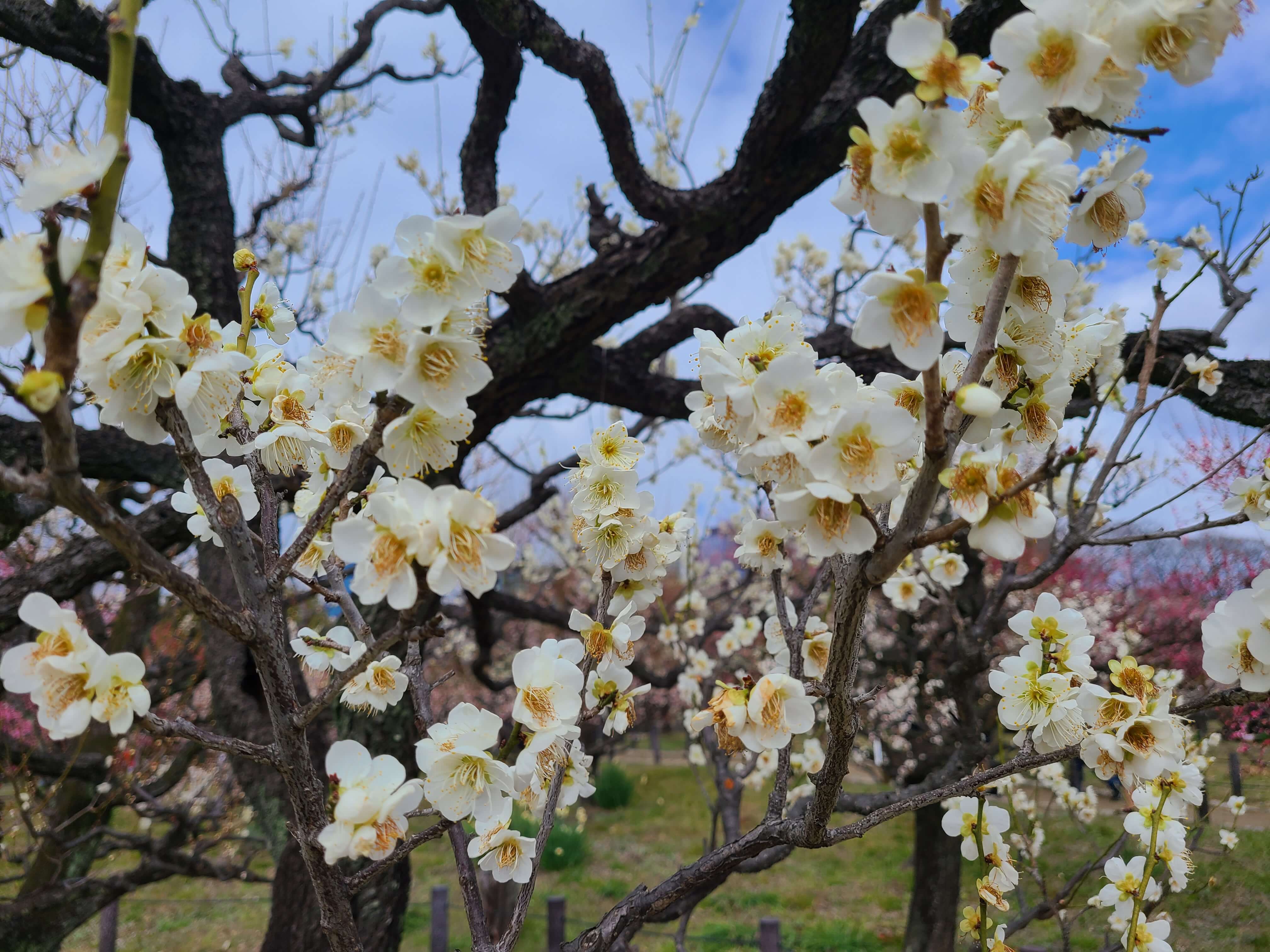 오사카성 매림 내 꽃나무 1