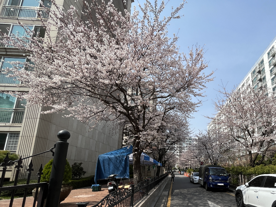 방배삼호아파트-벚꽃