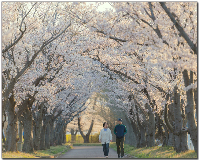 벚꽃길을 산책하는 부부