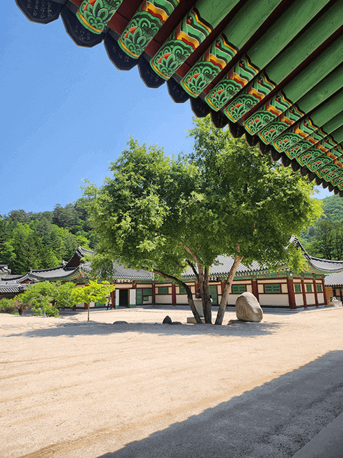 처마밑에서 바라본 야광나무와 사원