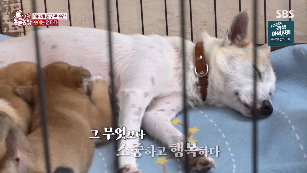 TV 동물농장.E1143.231030p-NEXT.mp4_20231029_164104.782.jpg