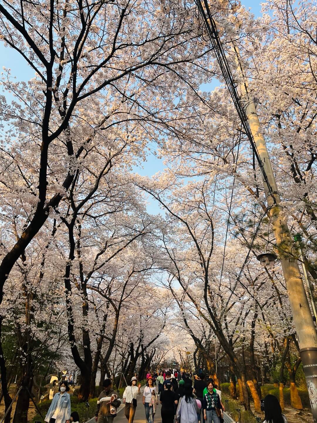 부천 도당산 벚꽃동산 초입