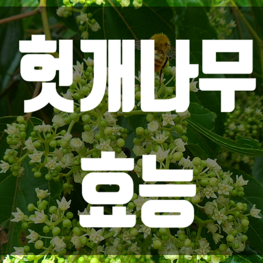  헛개나무 효능과 부작용을 알아보자