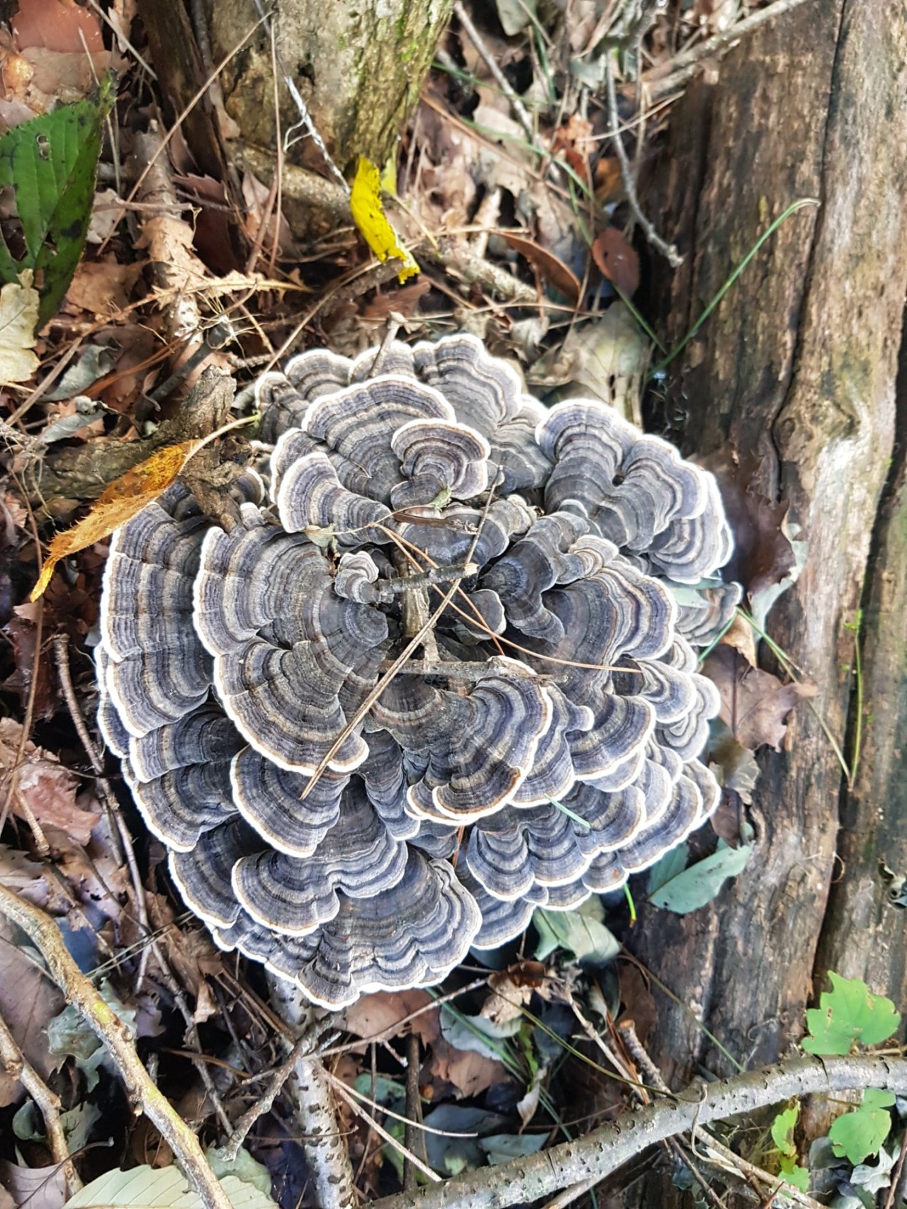 경북 성주 영암산 버섯