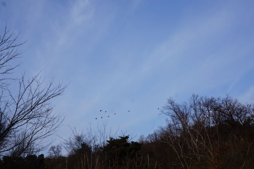 푸른 하늘에 날아오른 기러기떼, 밑에는 우거진 잡목,